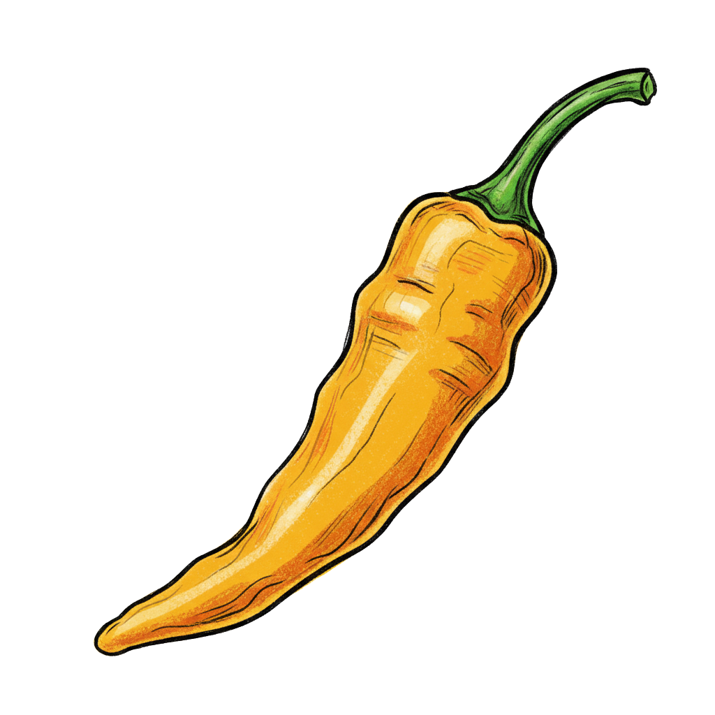 Piment Ají Amarillo - dessin
