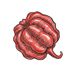 Piment Moruga Scorpion