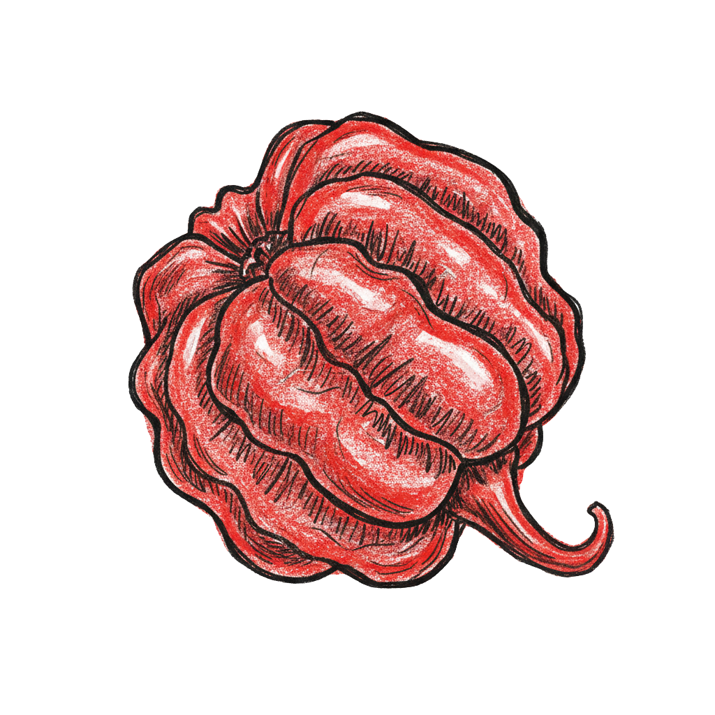 Piment Moruga Scorpion dessin