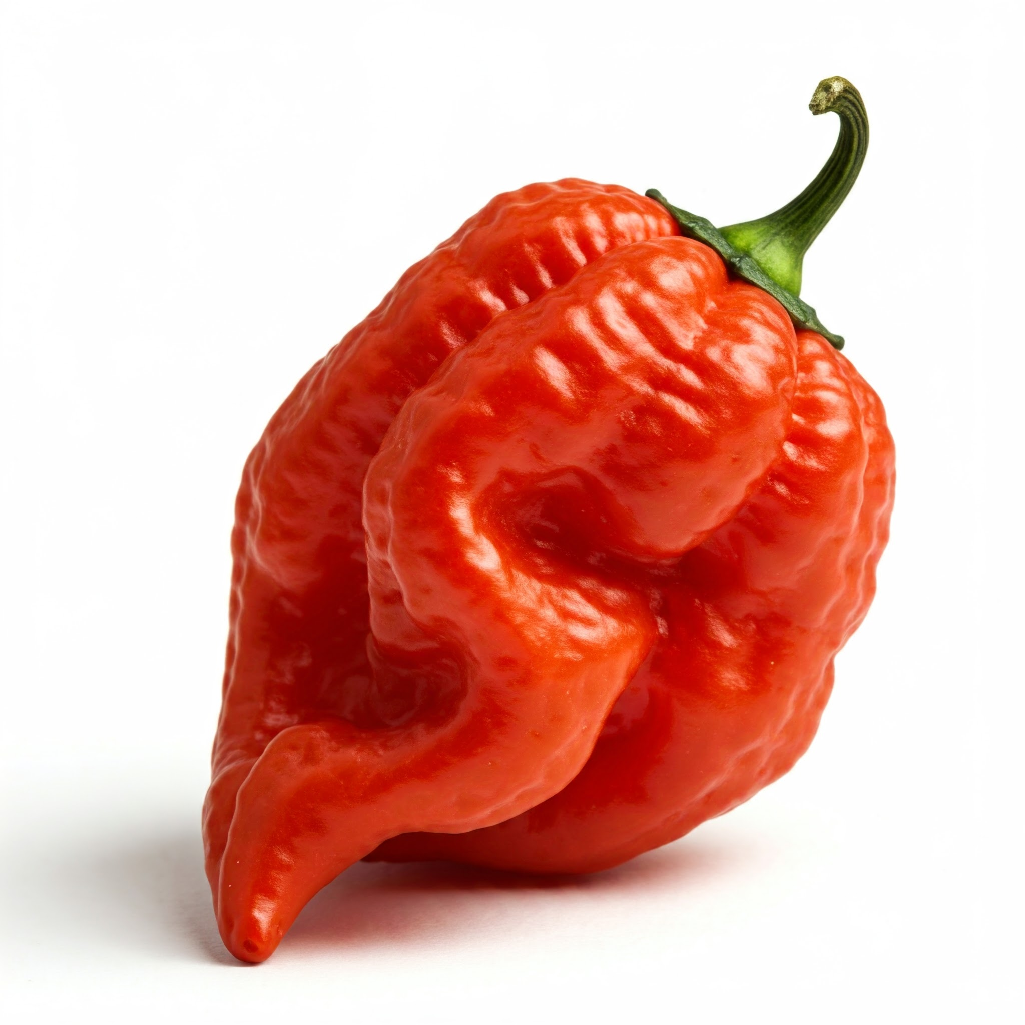 Moruga Scorpion Piment rouge