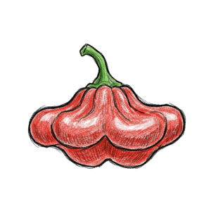 Piment Bonnet d’Évêque